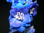 Blue Delphinium - Hybrid